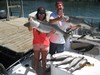 (08/09/2015) - Nice Striped Bass